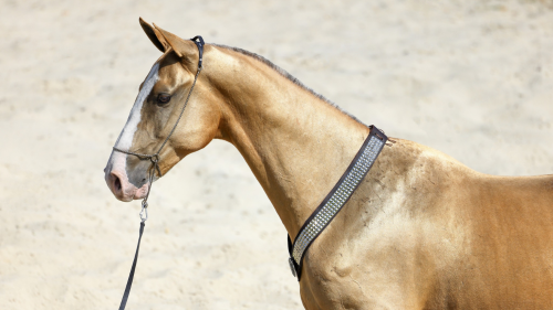 Emese túra - 1 napos túralovaglás Akhal Teke lovakon Ópusztaszeren 5
